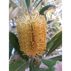 Banksia integrifolia